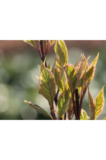 Яркие оттенки листьев дерна.